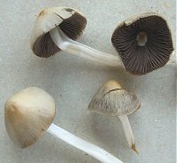 Psathyrella multipedata
